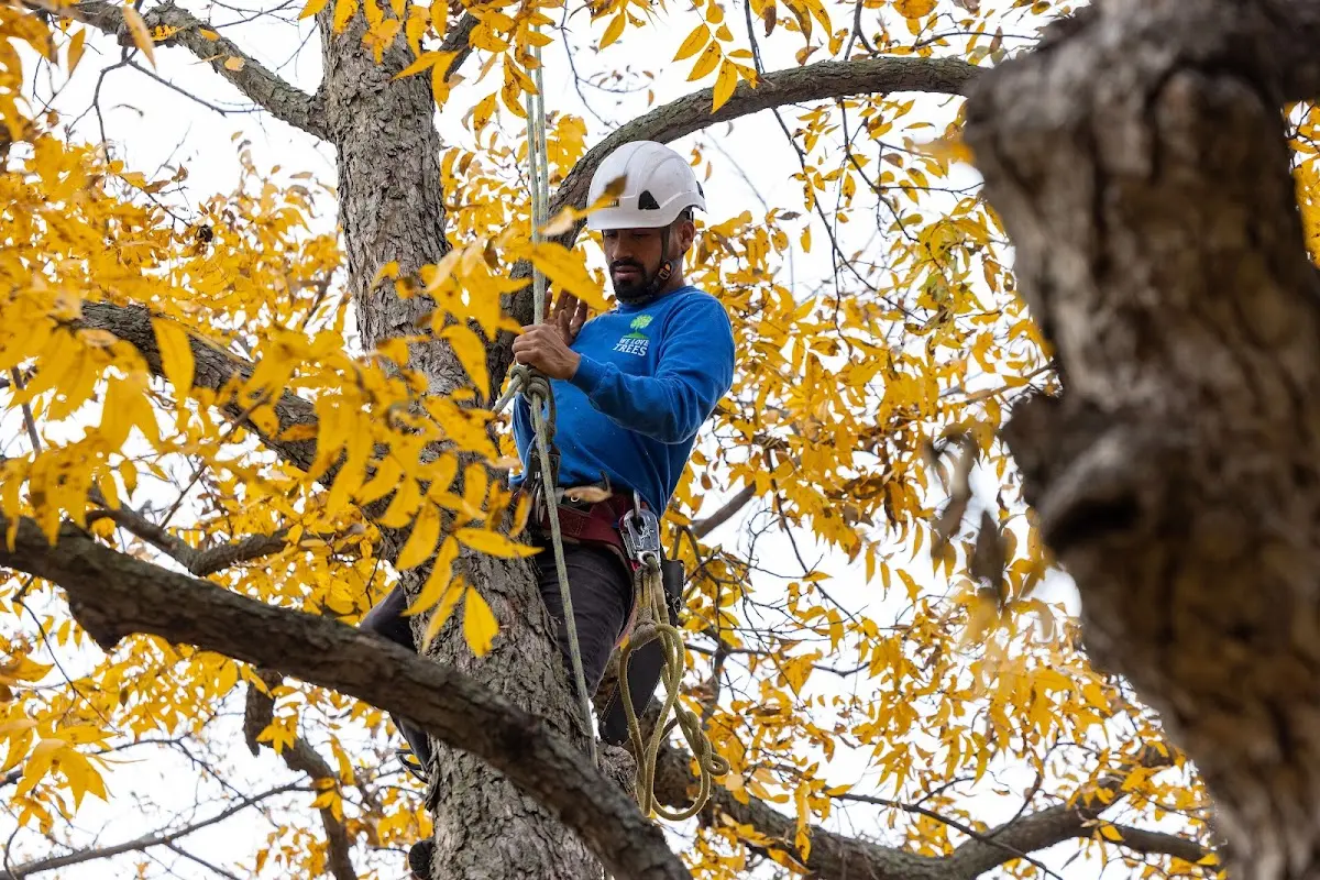 Skilled Tree Planting crew working in Miller City