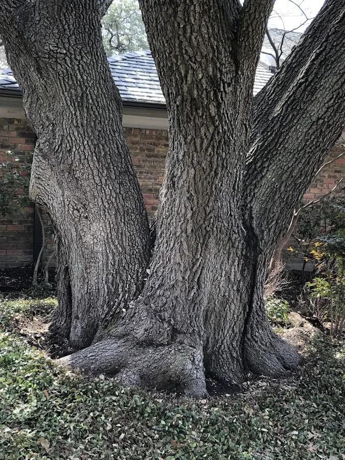 Mature heritage tree close to a Miller City property cared for by certified arborists